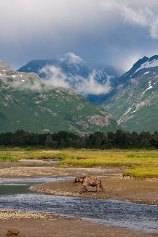 Grizzly Bear And Kejuik Mountains